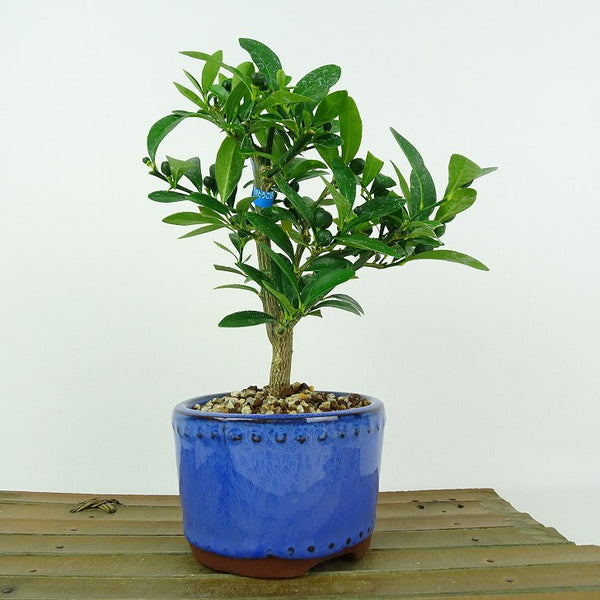 盆栽 金豆 樹高 約16cm きんず Fortunella hindsii キンズ マメキンカンミカン科 キンカン属 常緑樹 観賞用 小品 d1205977212