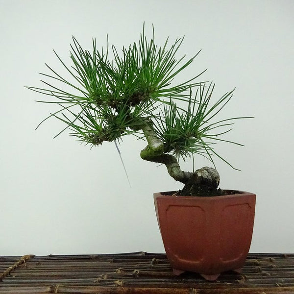 盆栽 松 黒松 樹高 約16cm くろまつ Pinus thunbergii クロマツ マツ科 常緑針葉樹 鑑賞用 観賞用 小品 k1205967215