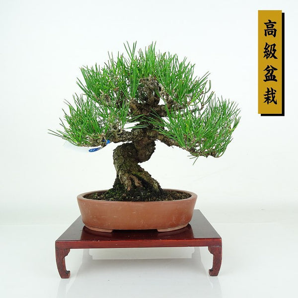 盆栽 松 黒松 樹高 約20cm くろまつ 高級盆栽 Pinus thunbergii クロマツ マツ科 常緑針葉樹 鑑賞用 観賞用 小品 l1205968767