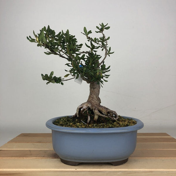 盆栽 皐月 美良野 樹高 約19cm さつき Rhododendron indicum サツキ ツツジ科 常緑樹 鑑賞用 観賞用 小品 b1205972415