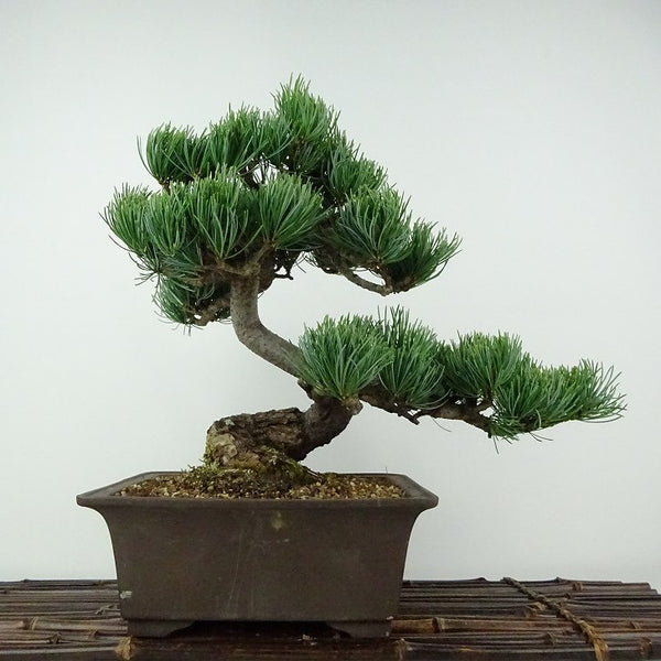 盆栽 松 五葉松 樹高 約25cm ごようまつ Pinus parviflora ゴヨウマツ マツ科 常緑針葉樹 鑑賞用 観賞用 t1205967362