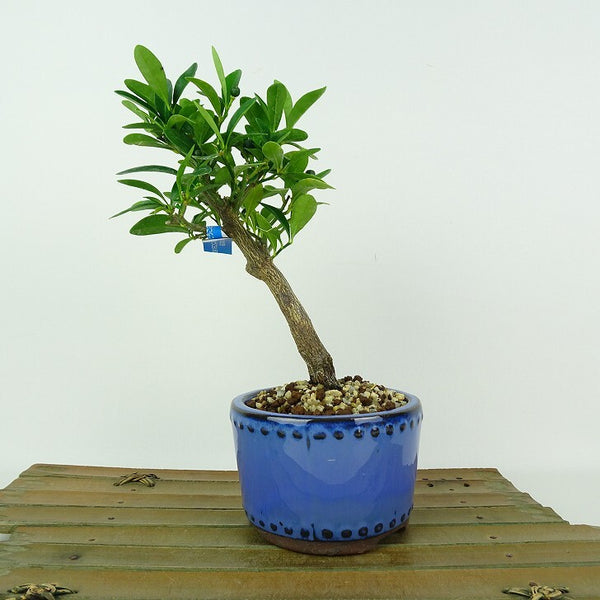 盆栽 金豆 樹高 約18cm きんず Fortunella hindsii キンズ マメキンカン 実物 ミカン科 キンカン属 常緑樹 観賞用 小品 e1205972067