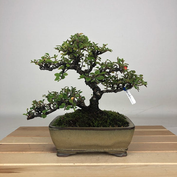 盆栽 紅紫檀 樹高 約16cm べにしたん Cotoroneaster horizantalis ベニシタン 花 バラ科 半常緑樹 鑑賞用 観賞用 小品 g1205986905