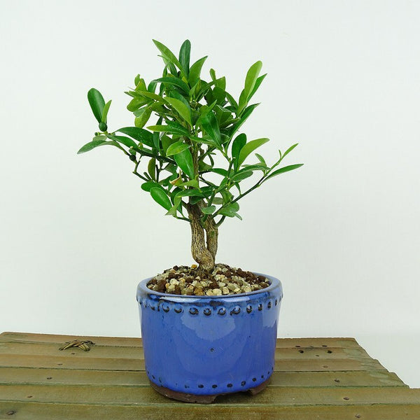 盆栽 金豆 樹高 約16cm きんず Fortunella hindsii キンズ マメキンカンミカン科 キンカン属 常緑樹 観賞用 小品 e1205965970