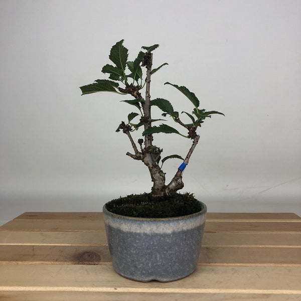 盆栽 桜 御殿場 樹高 約16cm さくら サクラ バラ科 落葉樹 観賞用 小品 l1205965365