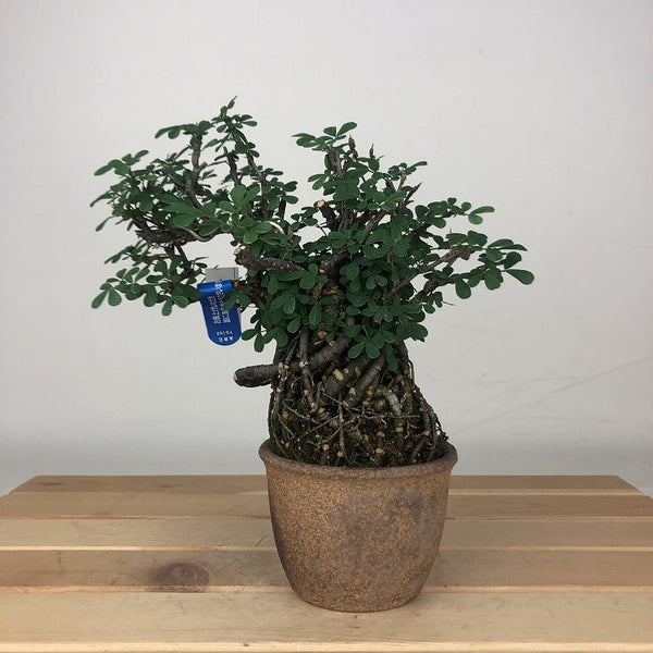 盆栽 群雀 樹高 約14cm むれすずめ Caragana sinica ムレスズメ マメ科 ムレスズメ属 落葉低木 鑑賞用 観賞用 小品 s1205970162