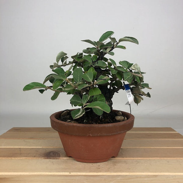 盆栽 春 茱萸 樹高 約14cm はるぐみ Elaeagnus ハルグミ グミ科 落葉樹 鑑賞用 観賞用 小品 w1205963468
