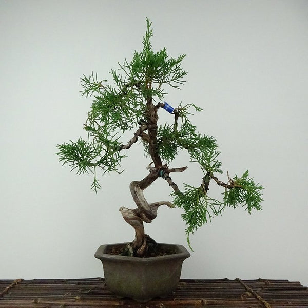 盆栽 真柏 樹高 約30cm しんぱく Juniperus chinensis シンパク ジン シャリ ヒノキ科 常緑樹 鑑賞用 観賞用 n1205972215