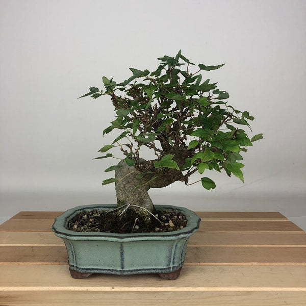 盆栽 楓 樹高 約16cm かえで Acer カエデ 紅葉 カエデ科 落葉樹 鑑賞用 観賞用 小品 l1205972759