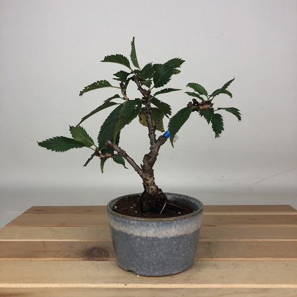 盆栽 桜 御殿場 樹高 約17cm さくら サクラ バラ科 落葉樹 鑑賞用 観賞用 小品 f1205968013