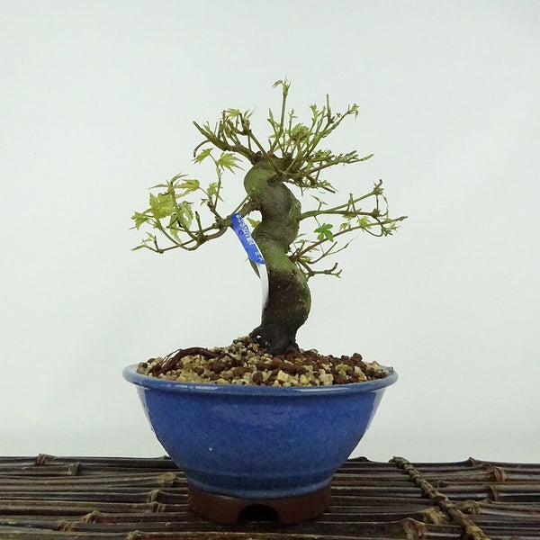 盆栽 紅葉 樹高 約15cm もみじ Acer palmatum モミジ カエデ科 落葉樹 鑑賞用 観賞用 小品 b1205980468