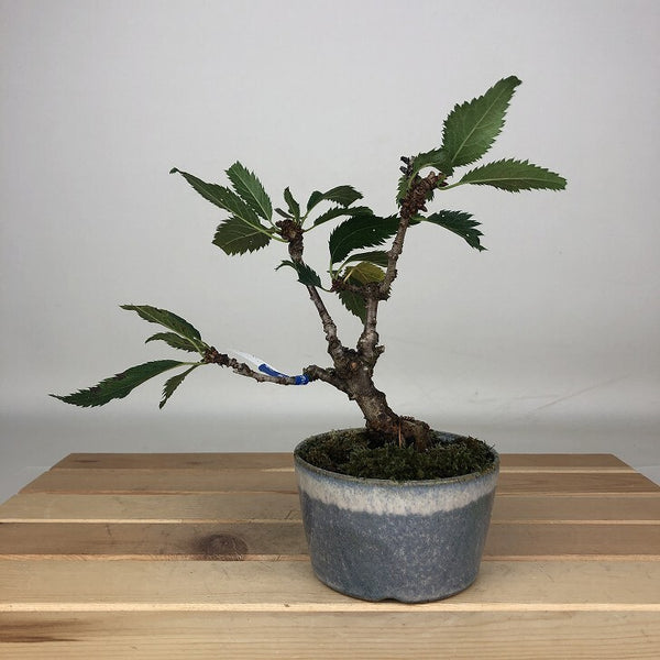 盆栽 桜 御殿場 樹高 約16cm さくら サクラ バラ科 落葉樹 鑑賞用 観賞用 小品 l1205974318