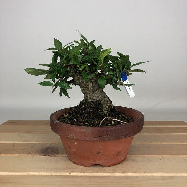 盆栽 梔子 樹高 約11cm くちなし Gardenia jasminoides クチナシ アカネ科 クチナシ属 常緑樹 鑑賞用 観賞用 小品 u1205983613