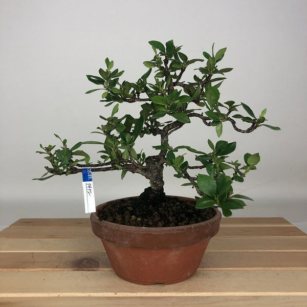 盆栽 梔子 樹高 約16cm くちなし Gardenia jasminoides クチナシ アカネ科 クチナシ属 常緑樹 鑑賞用 観賞用 小品 p1205979172