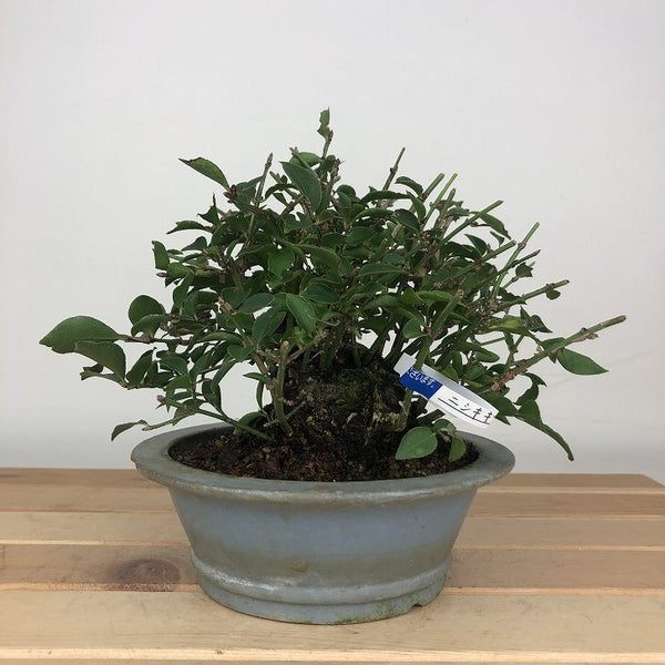 盆栽 錦木 樹高 約13cm にしきぎ Euonymus alatus ニシキギ ニシキギ科 落葉樹 鑑賞用 観賞用 小品 f1205970715