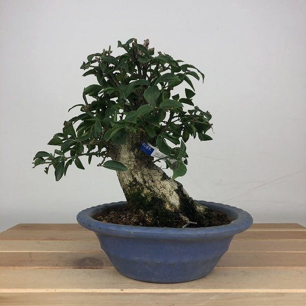 盆栽 錦木 樹高 約15cm にしきぎ Euonymus alatus ニシキギ ニシキギ科 落葉樹 鑑賞用 観賞用 小品 c1205965622