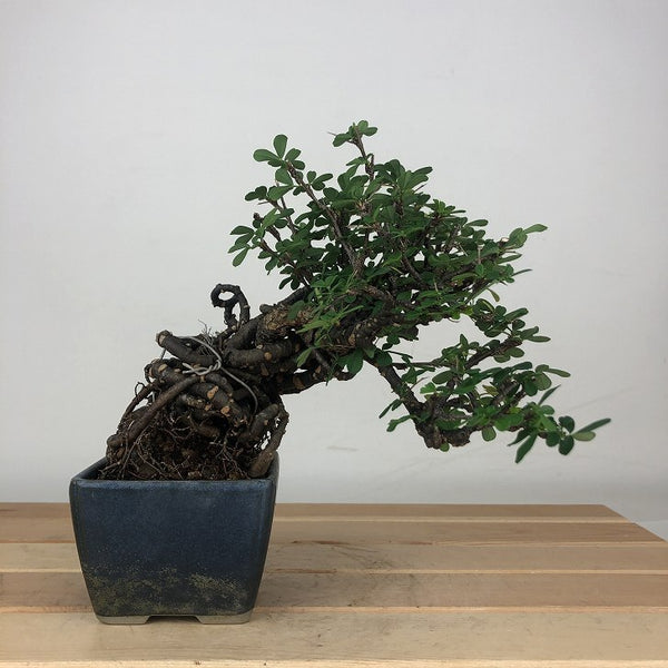 盆栽 群雀 樹高 約13cm むれすずめ Caragana sinica ムレスズメ マメ科 ムレスズメ属 落葉低木 鑑賞用 観賞用 小品 x1205969823