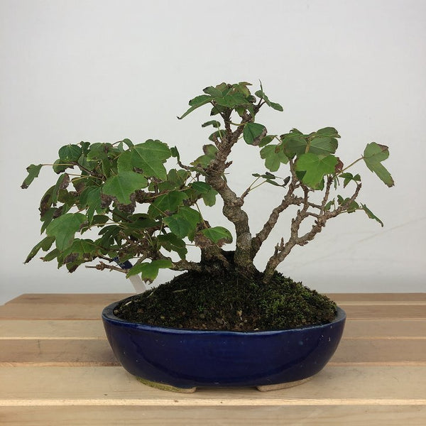 盆栽 楓 樹高 約13cm かえで Acer カエデ 紅葉 カエデ科 落葉樹 鑑賞用 観賞用 小品 j1205980713