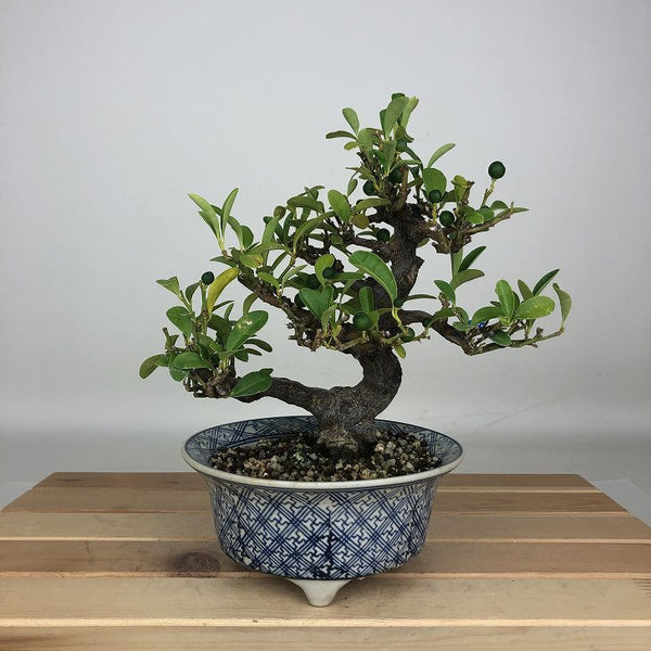 盆栽 金豆 樹高 約18cm きんず Fortunella hindsii キンズ マメキンカン ミカン科 キンカン属 常緑樹 鑑賞用 観賞用 小品 g1205984615