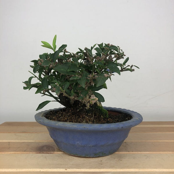 盆栽 錦木 樹高 約11cm にしきぎ Euonymus alatus ニシキギ ニシキギ科 落葉樹 鑑賞用 観賞用 小品 x1205964018
