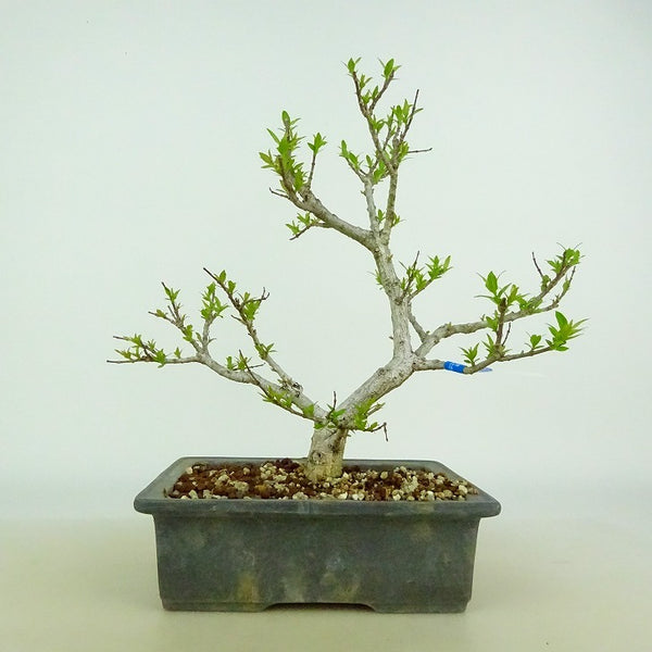 盆栽 沢蓋木 樹高 約24～25cm さわふたぎ Symplocos sawafutagi サワフタギ ハイノキ科 ハイノキ属 落葉樹 観賞用 数量物 セレクト b1206143718