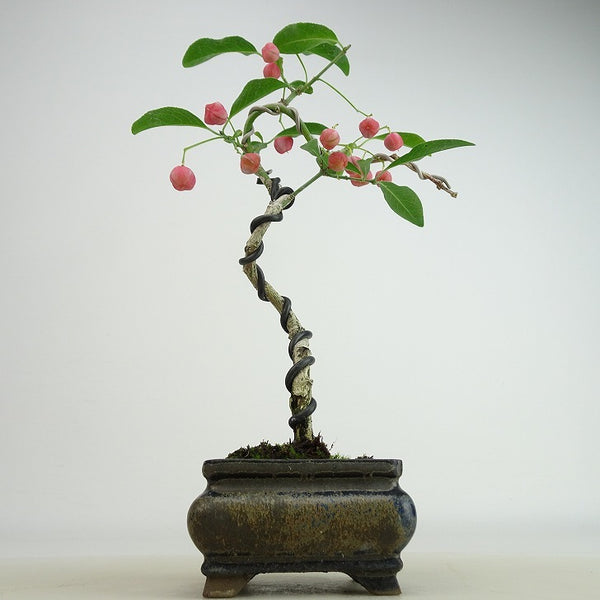 盆栽 真弓 樹高 約21～22cm まゆみ Euonymus sieboldianus マユミ 紅葉 ニシキギ科 落葉広葉樹 観賞用 数量物 セレクト b1206299118