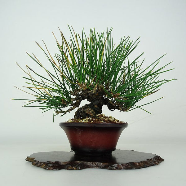 盆栽 松 黒松 樹高 約15cm くろまつ Pinus thunbergii クロマツ マツ科 常緑針葉樹 鑑賞用 観賞用 小品 u1206695828