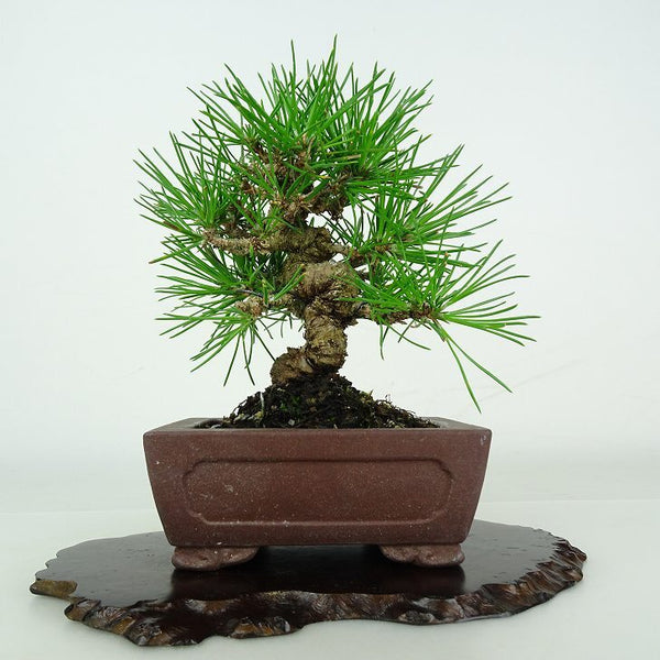 盆栽 松 黒松 樹高 約 13cm くろまつ Pinus thunbergii クロマツ マツ科 常緑針葉樹 鑑賞用 観賞用 小品 t1206674431