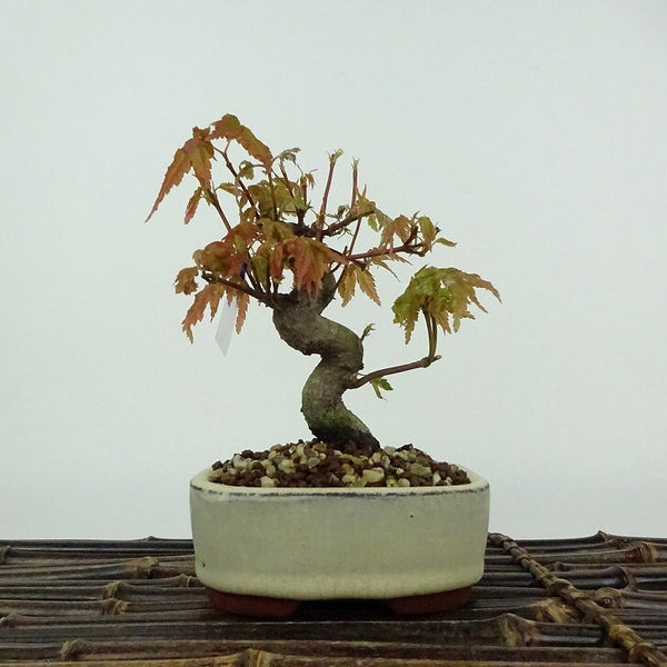 盆栽 紅葉 樹高 約12cm もみじ Acer palmatum モミジ カエデ科 落葉樹 鑑賞用 観賞用 小品 e1206675846