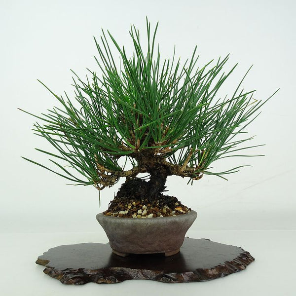 盆栽 松 黒松 樹高 約 17cm くろまつ Pinus thunbergii クロマツ マツ科 常緑針葉樹 鑑賞用 観賞用 小品 r1206671429