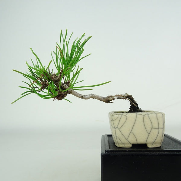 盆栽 松 這松 ミニ盆栽 樹高 約7cm はいまつ Pinus pumila ハイマツ マツ科 常緑針葉樹 鑑賞用 観賞用 小品 d1206697202