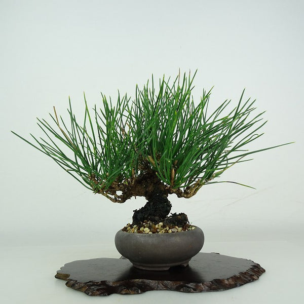 盆栽 松 黒松 樹高 約 16cm くろまつ Pinus thunbergii クロマツ マツ科 常緑針葉樹 鑑賞用 観賞用 小品 w1206684054