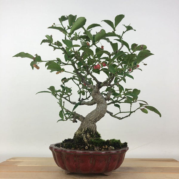 盆栽 こまゆみ 樹高 約25cm Euonymus alatus form ciliatodentatus コマユミ ニシキギ科 落葉広葉樹 鑑賞用 観賞用 m1206674393