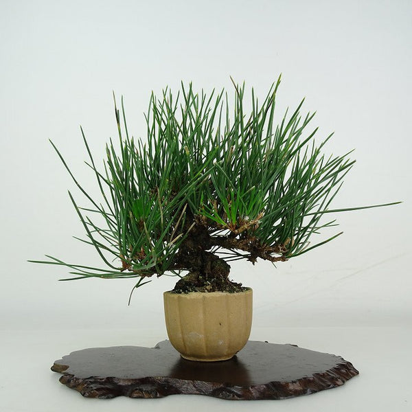 盆栽 松 黒松 樹高 上下 約 17.5cm くろまつ Pinus thunbergii クロマツ マツ科 常緑針葉樹 鑑賞用 観賞用 小品 o1206692530