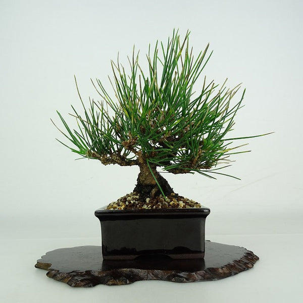 盆栽 松 黒松 樹高 約 15cm くろまつ Pinus thunbergii クロマツ マツ科 常緑針葉樹 鑑賞用 観賞用 小品 x1206683656