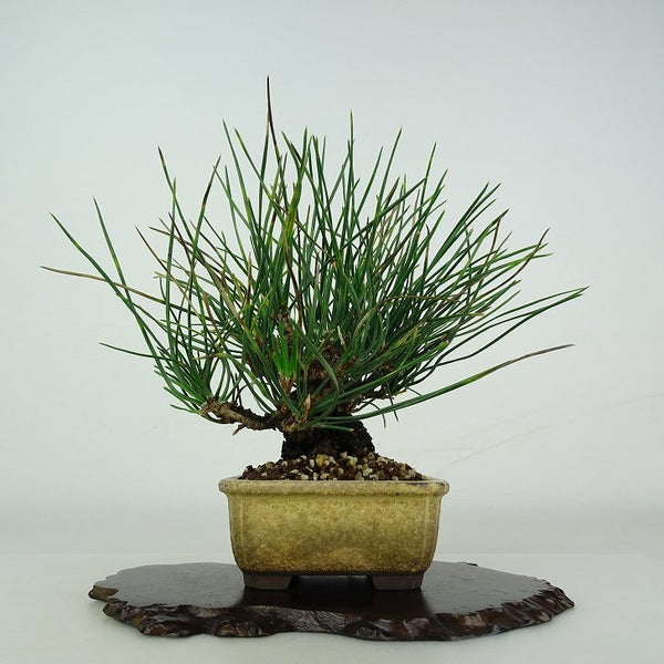 盆栽 松 黒松 樹高 約 15cm くろまつ Pinus thunbergii クロマツ マツ科 常緑針葉樹 鑑賞用 観賞用 小品 w1206676741