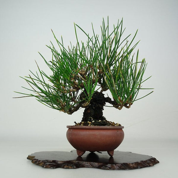 盆栽 松 黒松 樹高 約16.5cm くろまつ Pinus thunbergii クロマツ マツ科 常緑針葉樹 鑑賞用 観賞用 小品 t1206681106