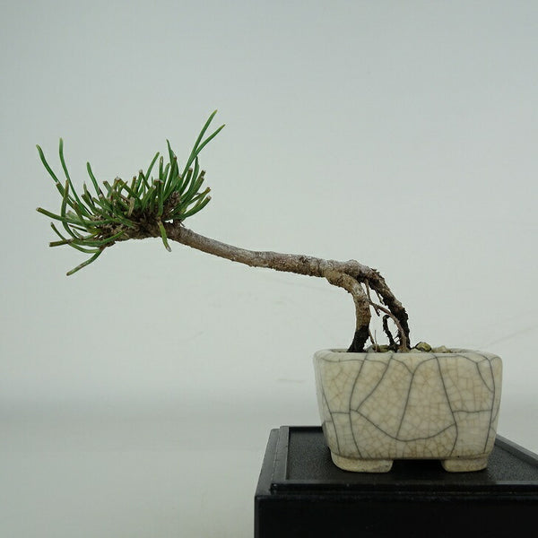 盆栽 松 這松 ミニ盆栽 樹高 約6.5cm はいまつ Pinus pumila ハイマツ マツ科 常緑針葉樹 鑑賞用 観賞用 小品 k1206682781