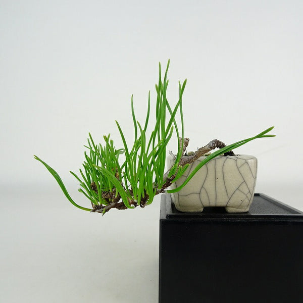 盆栽 松 這松 ミニ盆栽 樹高 上下 約7cm はいまつ Pinus pumila ハイマツ マツ科 常緑針葉樹 鑑賞用 観賞用 小品 j1206689326