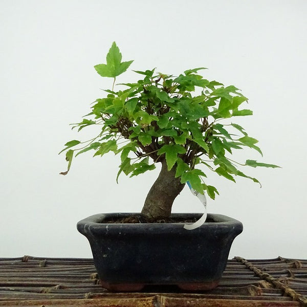 盆栽 楓 樹高 約13cm かえで Acer カエデ 紅葉 カエデ科 落葉樹 鑑賞用 観賞用 小品 d1206694864