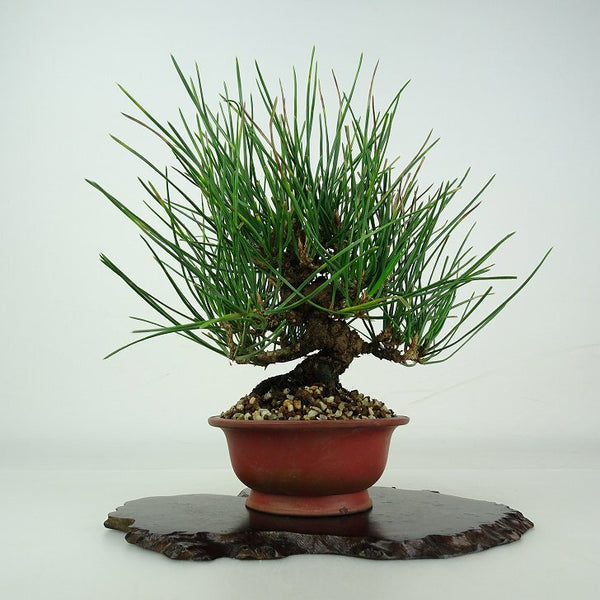 盆栽 松 黒松 樹高 約16.5cm くろまつ Pinus thunbergii クロマツ マツ科 常緑針葉樹 鑑賞用 観賞用 小品 c1206686862
