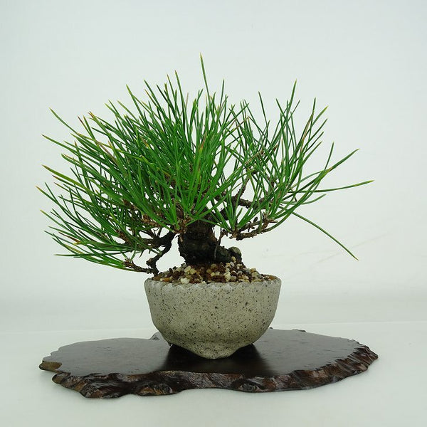 盆栽 松 黒松 樹高 約 12cm くろまつ Pinus thunbergii クロマツ マツ科 常緑針葉樹 鑑賞用 観賞用 小品 s1206681699