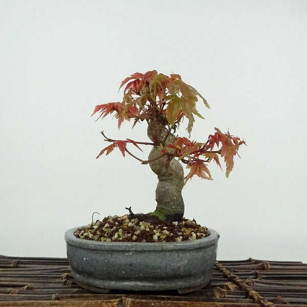 盆栽 紅葉 樹高 約14cm もみじ Acer palmatum モミジ カエデ科 落葉樹 鑑賞用 観賞用 小品 n1206678832