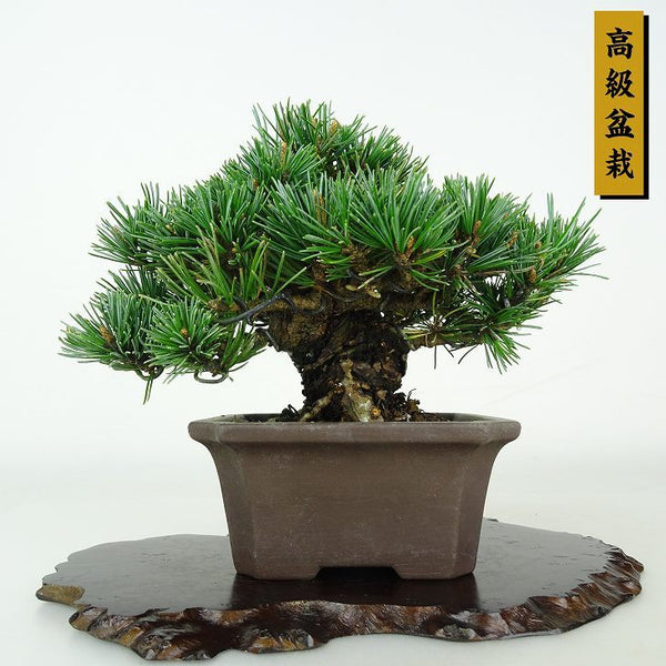 盆栽 松 五葉松 樹高 約11cm ごようまつ 高級盆栽 Pinus parviflora ゴヨウマツ マツ科 常緑針葉樹 鑑賞用 観賞用 小品 k1206681883