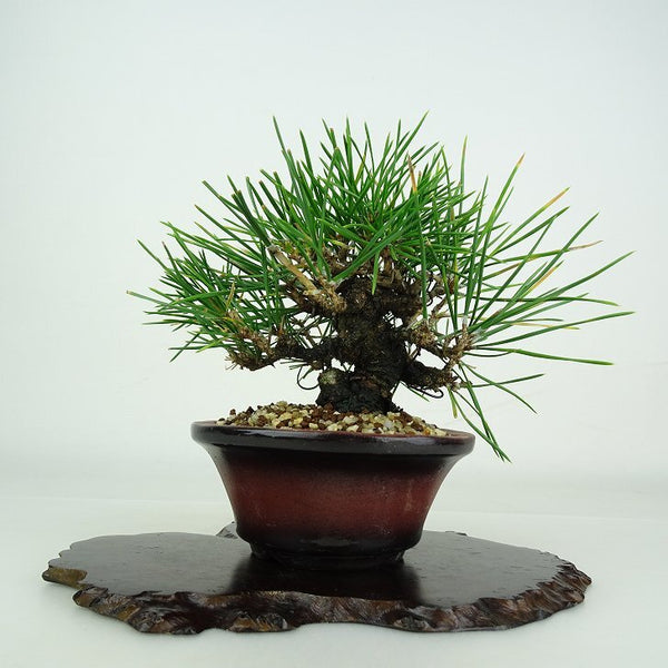 盆栽 松 黒松 樹高 約12cm くろまつ Pinus thunbergii クロマツ マツ科 常緑針葉樹 鑑賞用 観賞用 小品 h1206700575