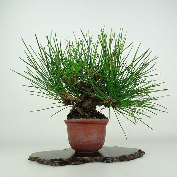 盆栽 松 黒松 樹高 約17cm くろまつ Pinus thunbergii クロマツ マツ科 常緑針葉樹 鑑賞用 観賞用 小品 t1206672248
