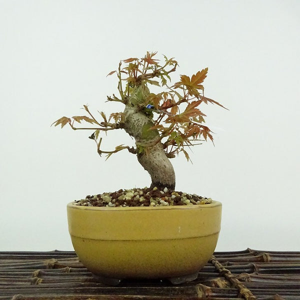 盆栽 紅葉 樹高 約11cm もみじ Acer palmatum モミジ カエデ科 落葉樹 鑑賞用 観賞用 小品 m1206677897
