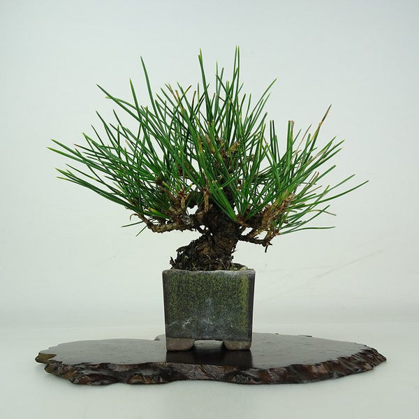 盆栽 松 黒松 樹高 約14cm くろまつ Pinus thunbergii クロマツ マツ科 常緑針葉樹 鑑賞用 観賞用 小品 1206676003