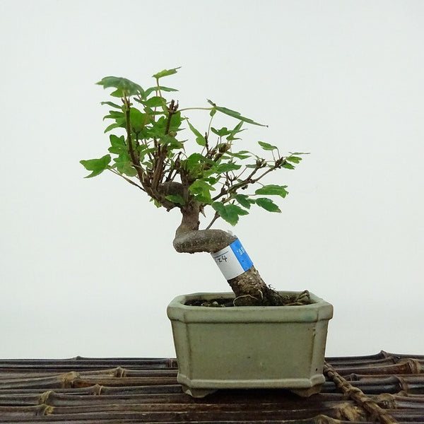 盆栽 楓 樹高 約12cm かえで Acer カエデ 紅葉 カエデ科 落葉樹 鑑賞用 観賞用 小品 x1206676593