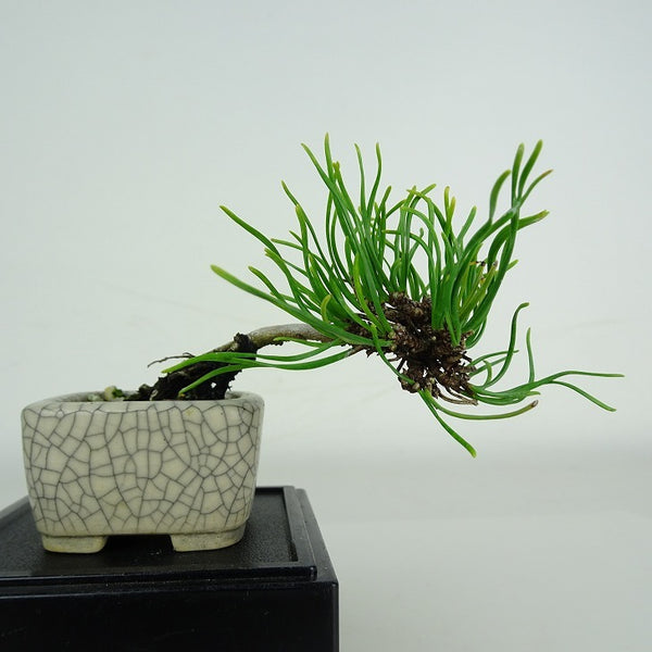 盆栽 松 這松 ミニ盆栽 樹高 上下 約5.5cm はいまつ Pinus pumila ハイマツ マツ科 常緑針葉樹 鑑賞用 観賞用 小品 w1206675088